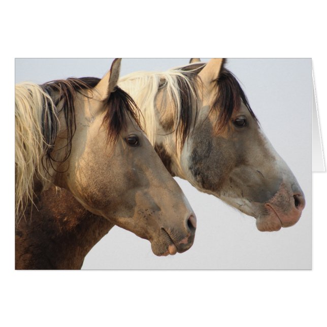 ONAQUI HERD PINTO Wild Horses OF UTAH NOTE CARD (Front Horizontal)
