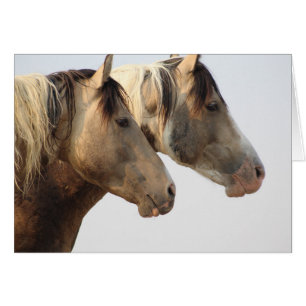 ONAQUI HERD Uinta Desert Wild Horses Cards