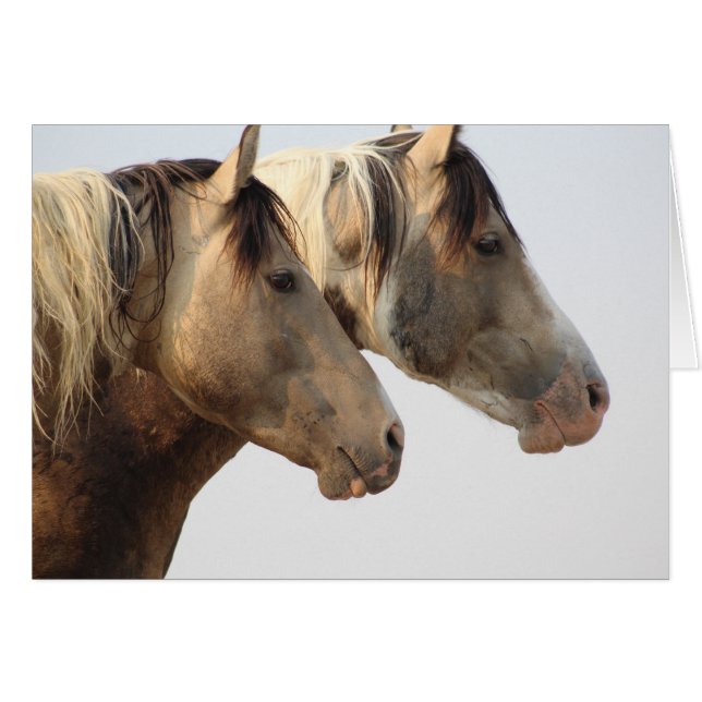 ONAQUI HERD Uinta Desert Wild Horses Cards (Front Horizontal)