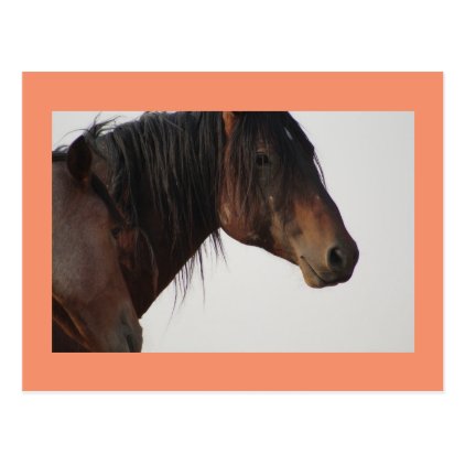 Onaqui Mountain Wild Horse Postcard