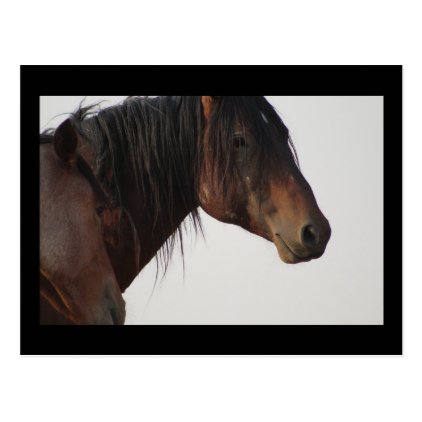 Onaqui Mountain Wild Horse Postcard