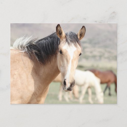 Onaqui Wild Horses Postcard