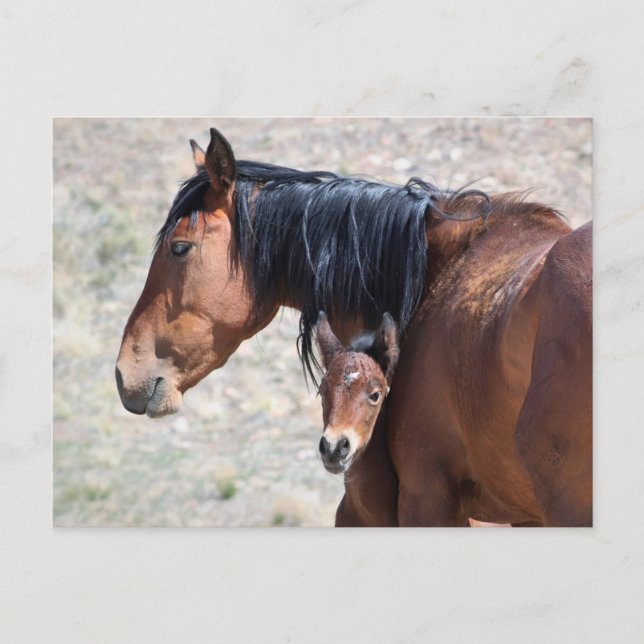 Onaqui Wild Horses Postcard (Front)