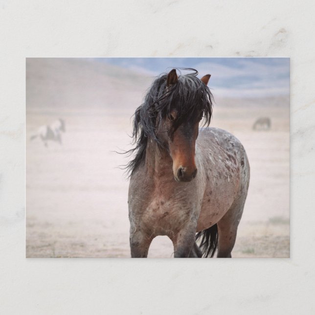 Onaqui Wild Horses Postcard (Front)