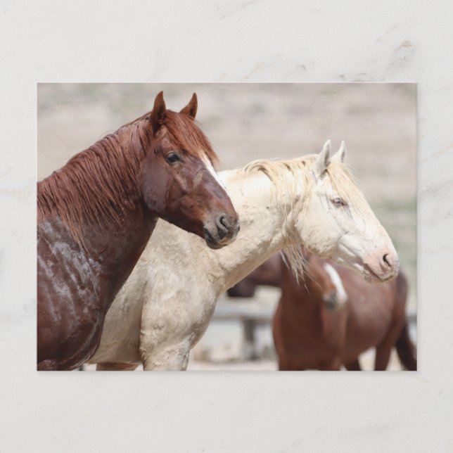 Onaqui Wild Horses Postcard (Front)