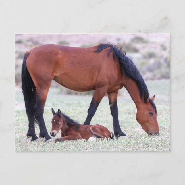 Onaqui Wild Horses Postcard (Front)