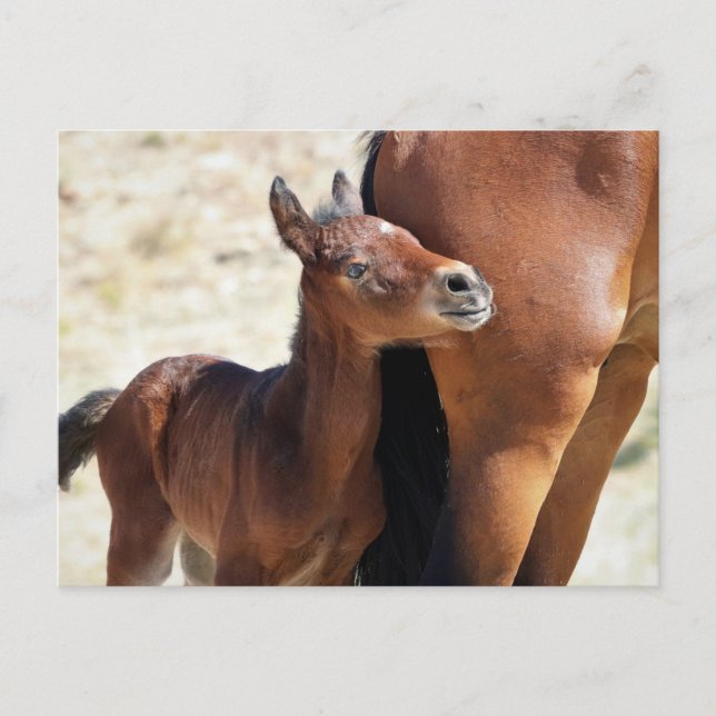 Onaqui Wild Horses Postcard (Front)