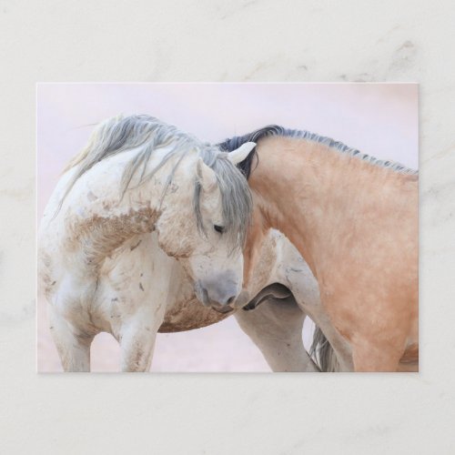 Onaqui Wild Horses Postcard