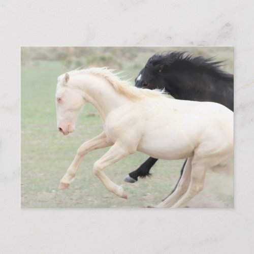 Onaqui Wild Horses Postcard