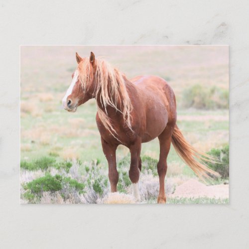 Onaqui Wild Horses Postcard