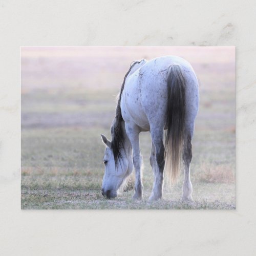 Onaqui Wild Horses Postcard