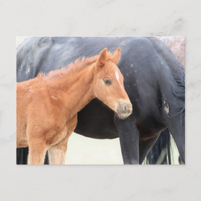 Onaqui Wild Horses Postcard (Front)