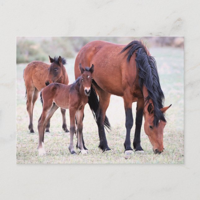 Onaqui Wild Horses Postcard (Front)