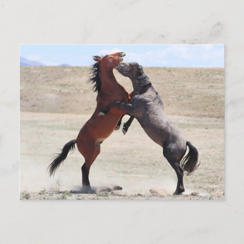 Onaqui Wild Horses Postcard