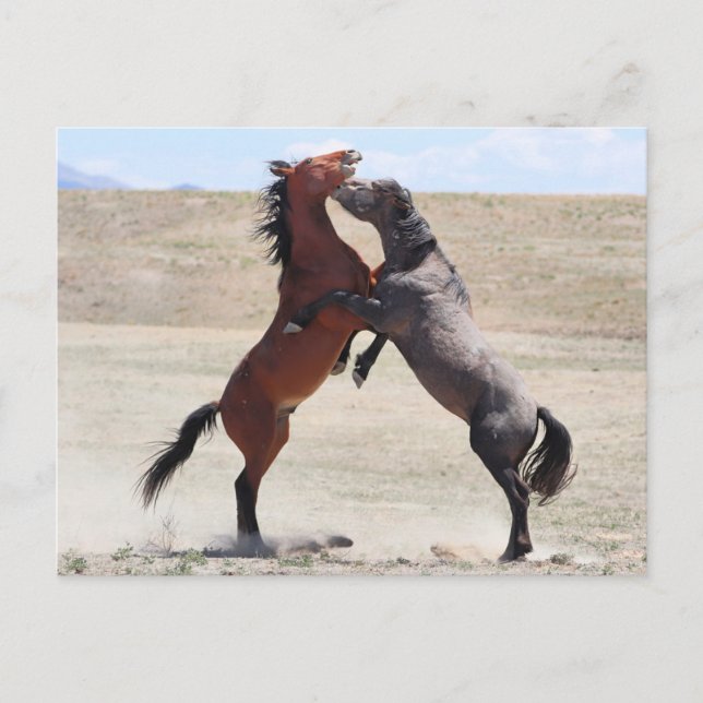 Onaqui Wild Horses Postcard (Front)