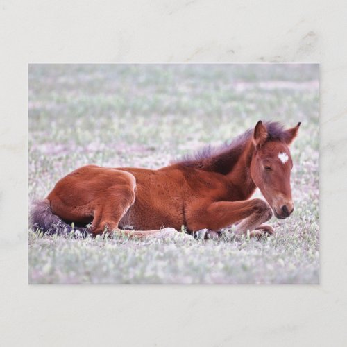 Onaqui Wild Horses Postcard