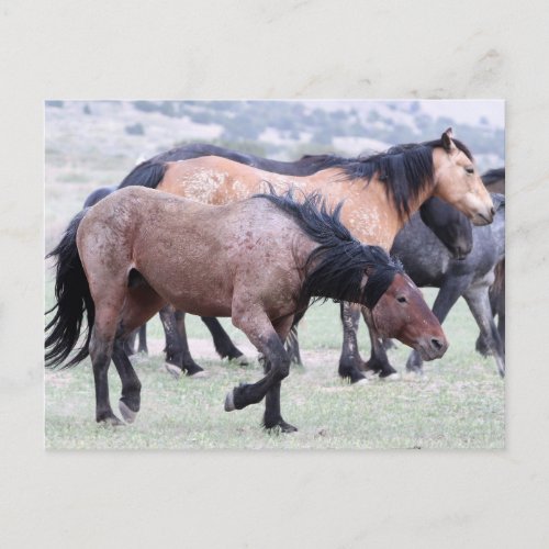 Onaqui Wild Horses Postcard