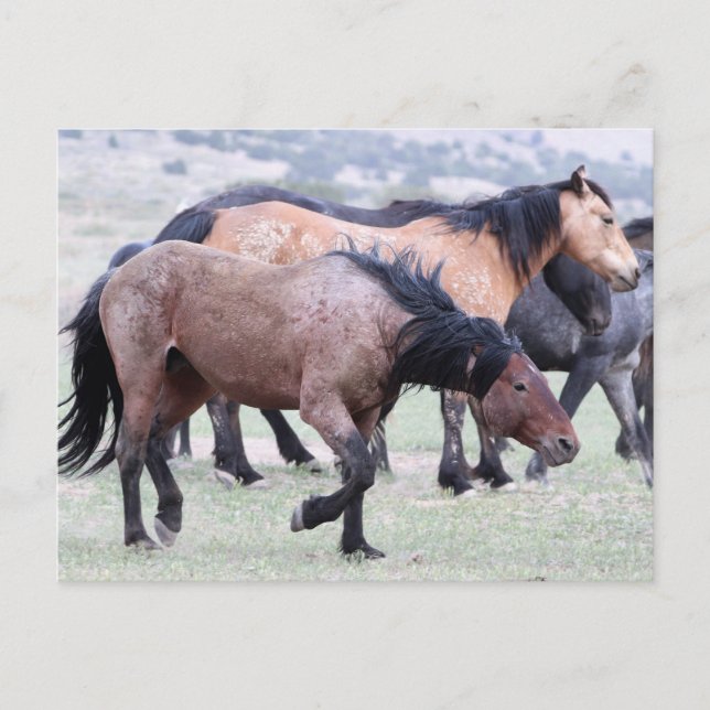 Onaqui Wild Horses Postcard (Front)