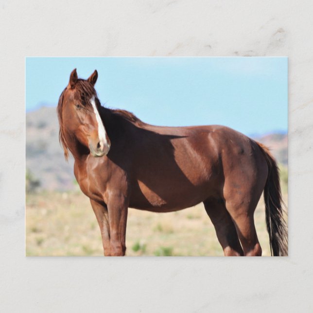 Onaqui Wild Horses Postcard (Front)