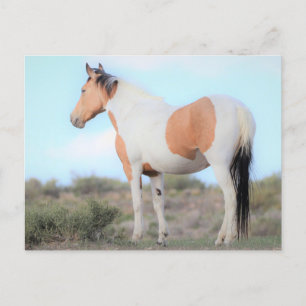 Onaqui Wild Horses Postcard