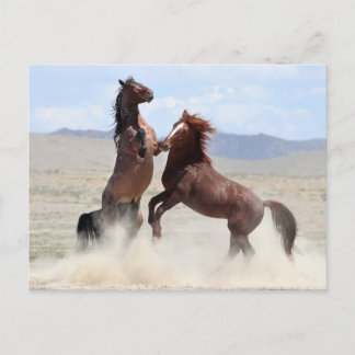 Onaqui Wild Horses Postcard