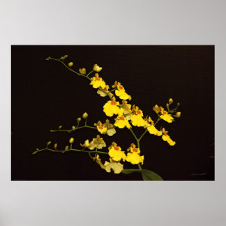 Onc Yellow Orchid Art Poster -60x40 -or smaller