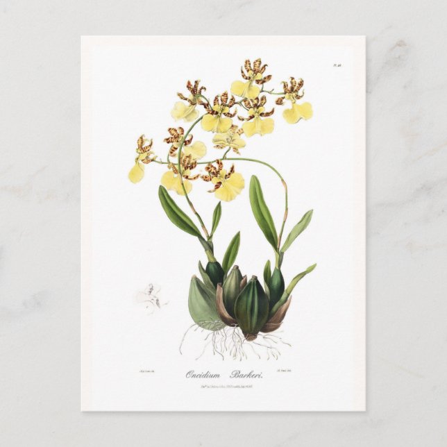Oncidium Barkeri Postcard (Front)