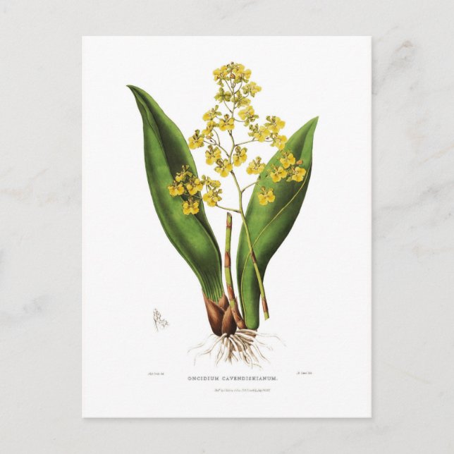 Oncidium cavendishianum postcard (Front)