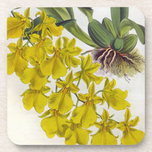 Oncidium Concolor Vintage Lindenia Orchids Beverage Coaster