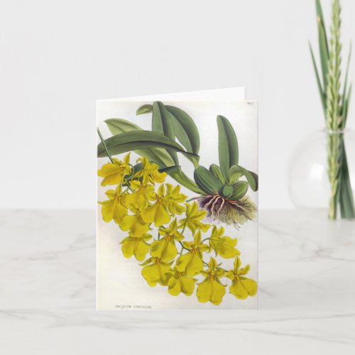 Oncidium Concolor Vintage Lindenia Orchids Card