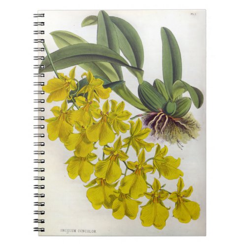 Oncidium Concolor Vintage Lindenia Orchids Notebook