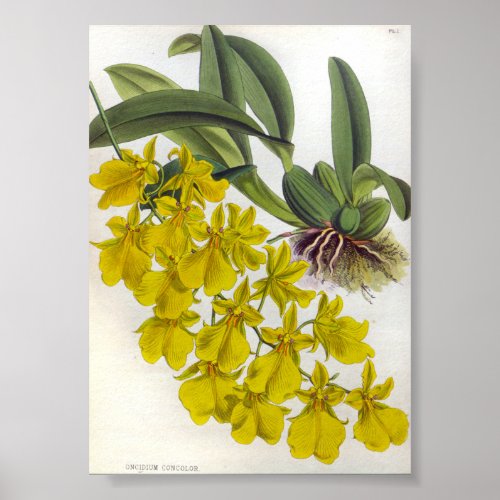 Oncidium Concolor Vintage Lindenia Orchids Poster