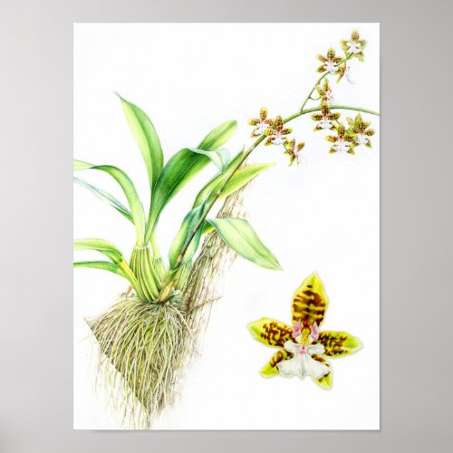 Oncidium Leucochilum fine art orchid watercolor Poster