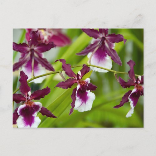 Oncidium Orchids Invitation Postcard