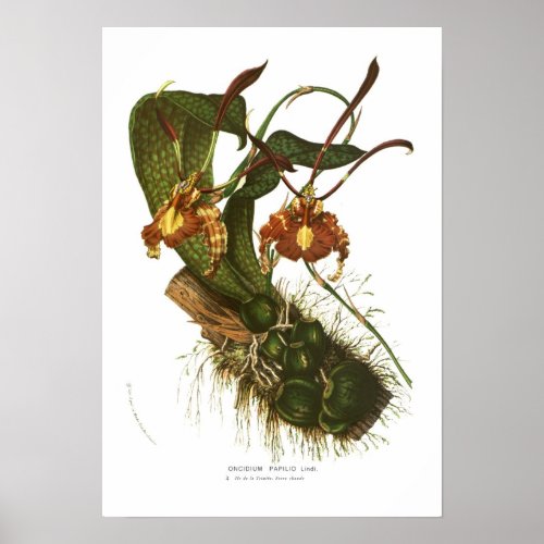 Oncidium papilio poster