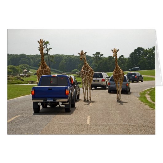 Oncoming Traffic Cards (Front Horizontal)