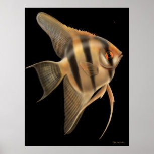 One Big Angelfish Print