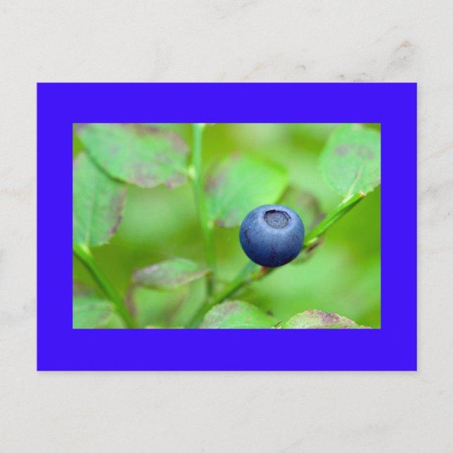 one blueberry postcard (Front)