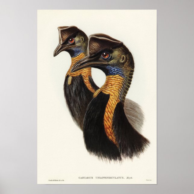 One-carunculated Cassowary by Elizabeth Gould Poster (Front)