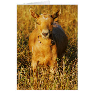One Cute Goat Cards