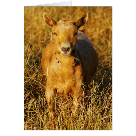 One Cute Goat Cards (Front)