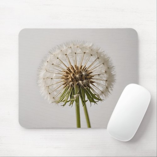 One dandelion flowers on white background  mouse pad