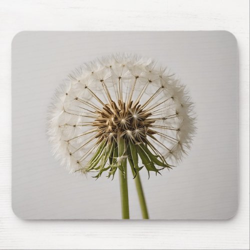 One dandelion flowers on white background  mouse pad