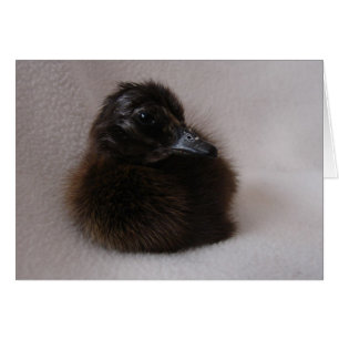 One Day Old Duckling Cards