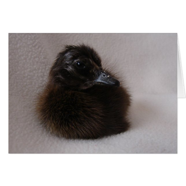 One Day Old Duckling Cards (Front Horizontal)