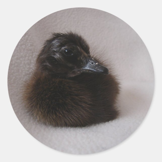 One Day Old Duckling Classic Round Sticker (Front)