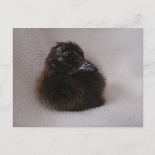 One Day Old Duckling Postcard (Front)