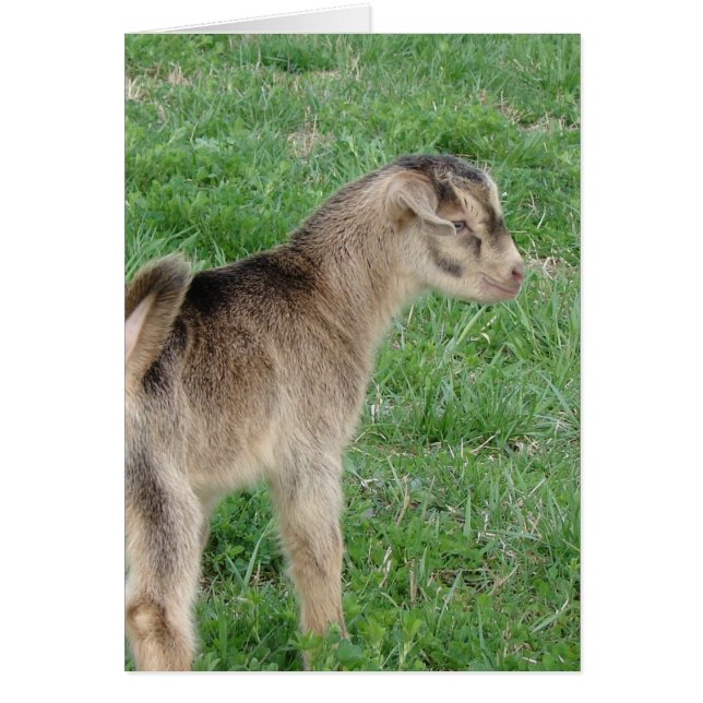 One-Day-Old Thunder the Goat Kid Cards (Front)