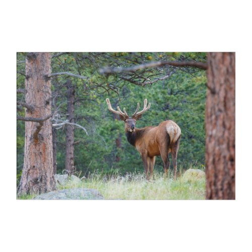 One Elk Looking Back  Rocky Mountains Acrylic Print