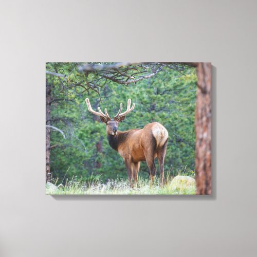 One Elk Looking Back  Rocky Mountains Canvas Print